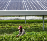 Innovative solutions to monetize the energy of domestic solar panels
